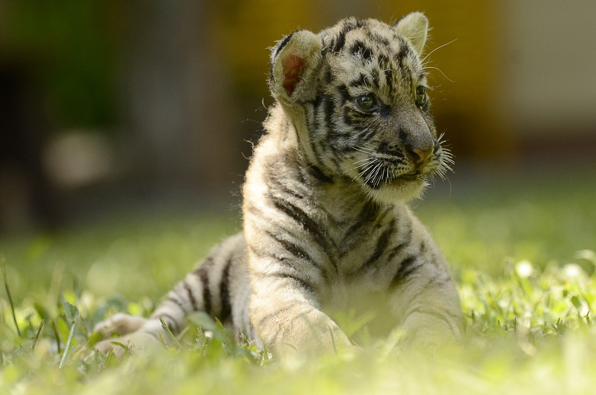 One of the tiger cubs at the Mantianak Botanical Garden and Zoological Park strikes a regal pose. Photo courtesy of the Department of Tourism – Region X.