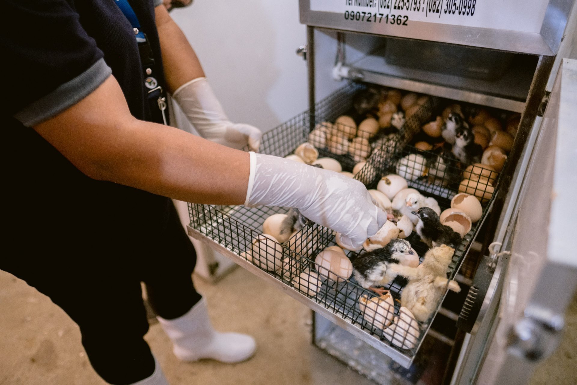 After incubating comes the hatching of the chicken eggs at the Mahayag Livestock Breeding Center. Photo courtesy of the Department of Tourism – Region IX.