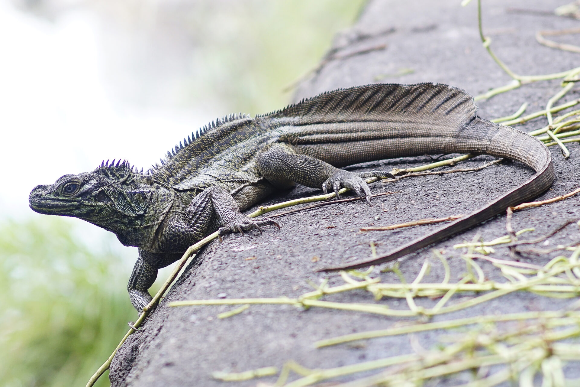 Also known as the Jesus Lizard, so named for its ability to “walk on water,” this semi-aquatic species is endemic to the Philippines and mostly found on lowland tropical wet forests. Photo courtesy of the Department of Tourism – Region X.