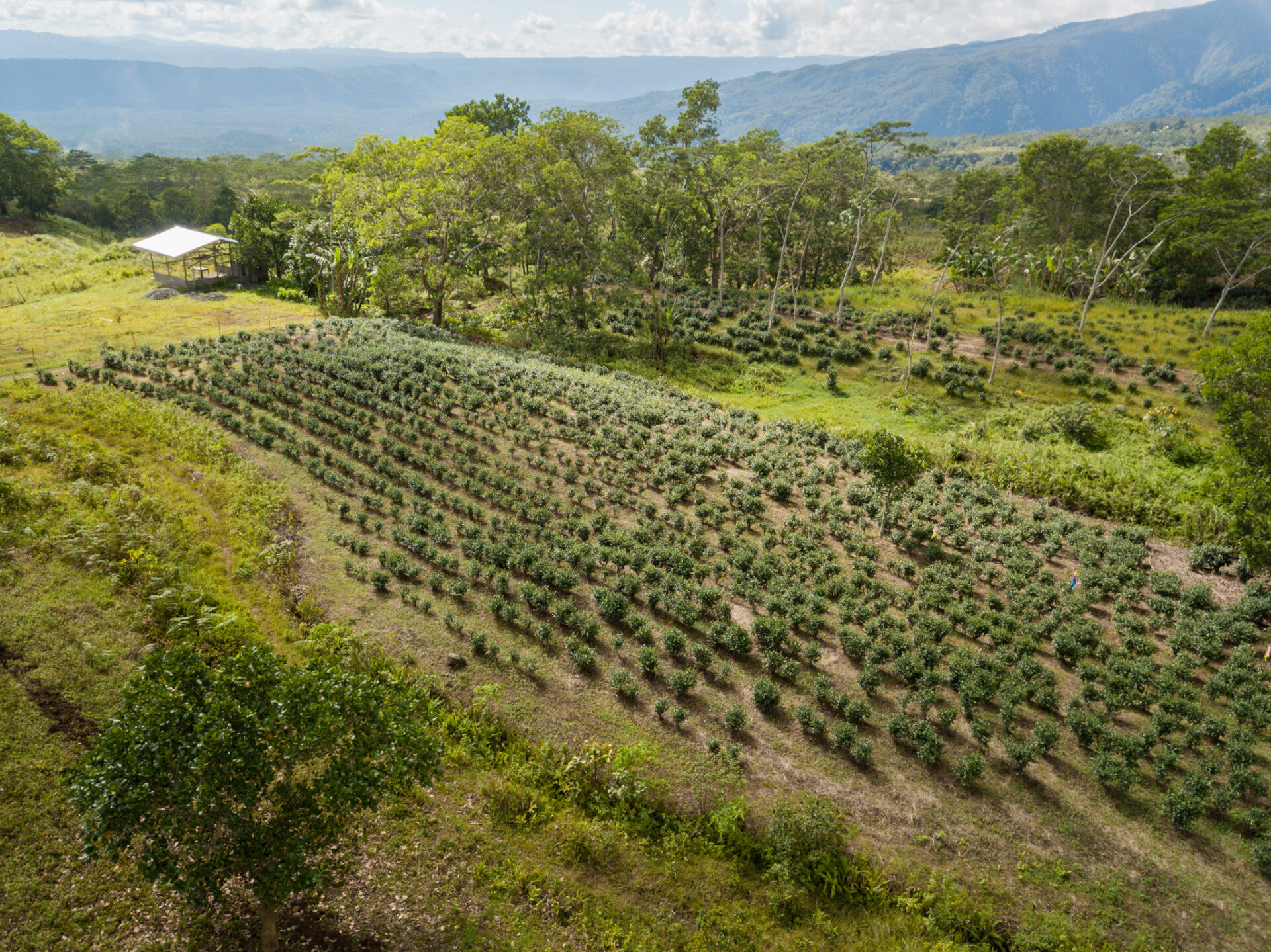 Sip on freshly brewed oolong tea with a gorgeous view of tea plant rows in full bloom. Photo courtesy of the Department of Tourism – Region X.