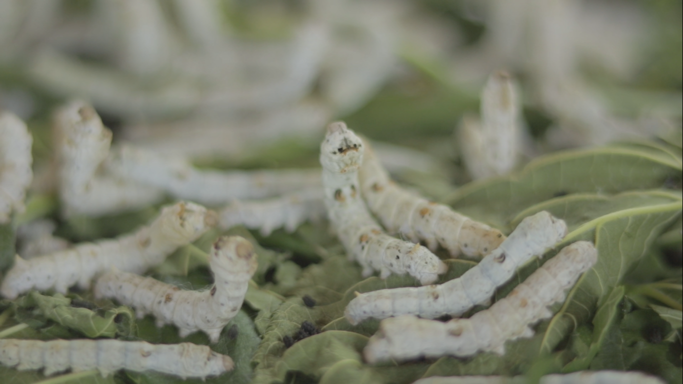 Silkworm feeding in preparation for cocoon making. Photo courtesy of the Department of Tourism – Region X.