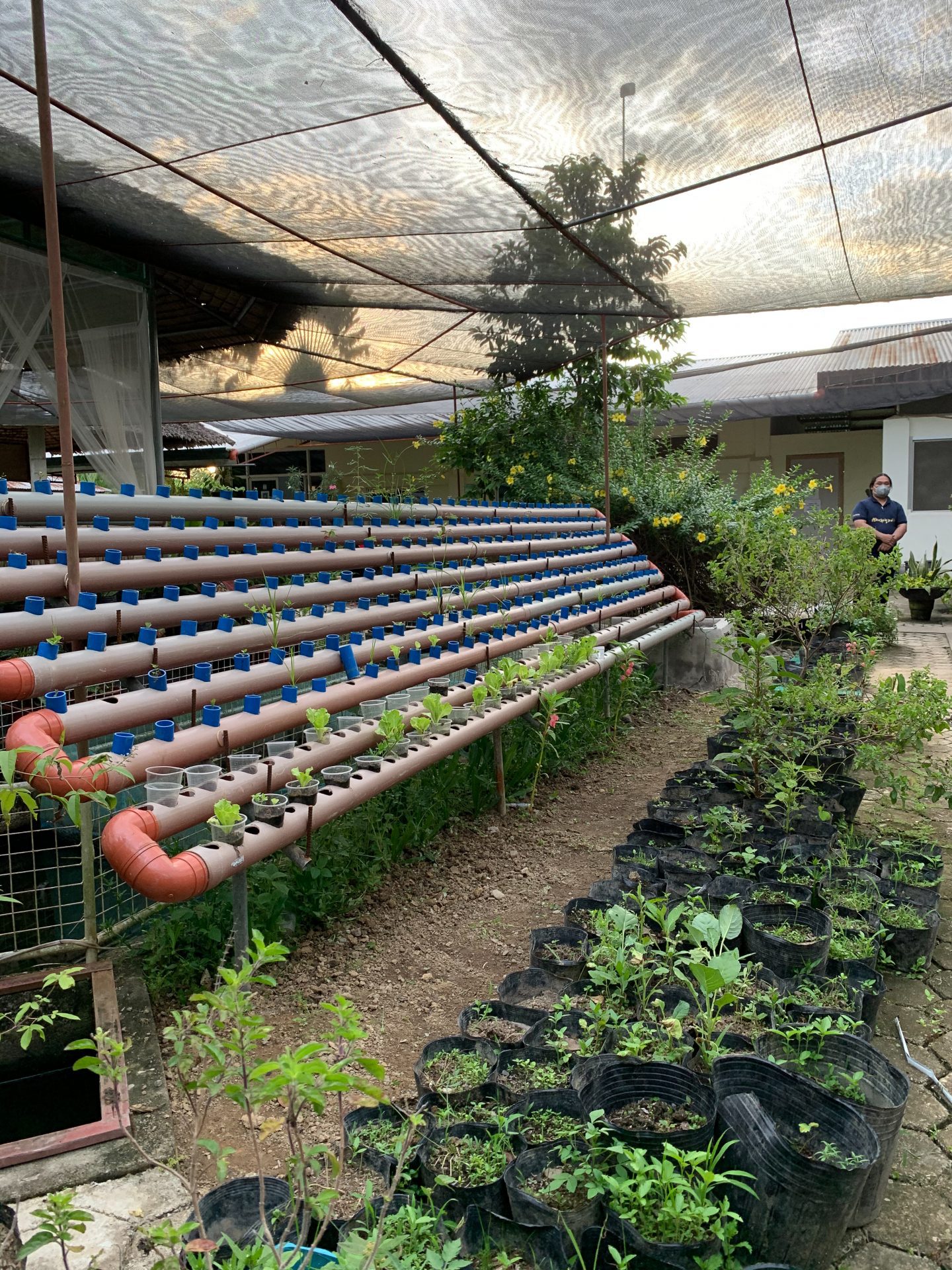 Paglinawan Organic Eco Farm promotes environmentally sustainable agricultural practices. Photo courtesy of the Department of Tourism – Region IX.